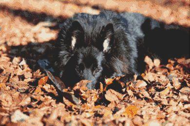 (image for) Belgian Sheepdog
